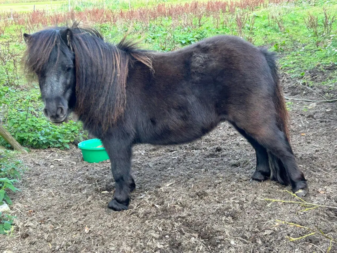 Billede 15 - Charmerende mini shetlænder hoppe 