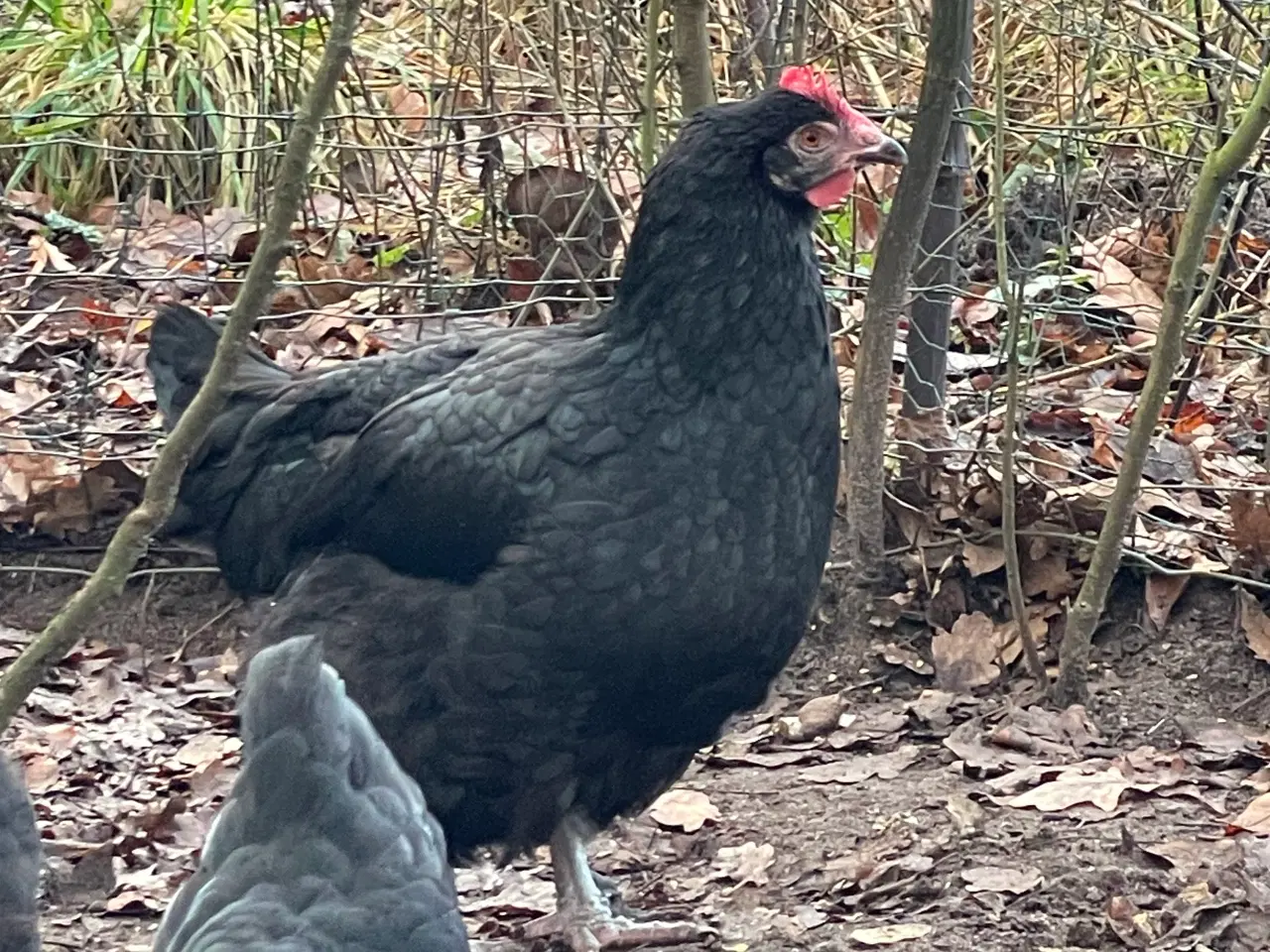 Billede 10 - Sort kopper Maran kyllinger 