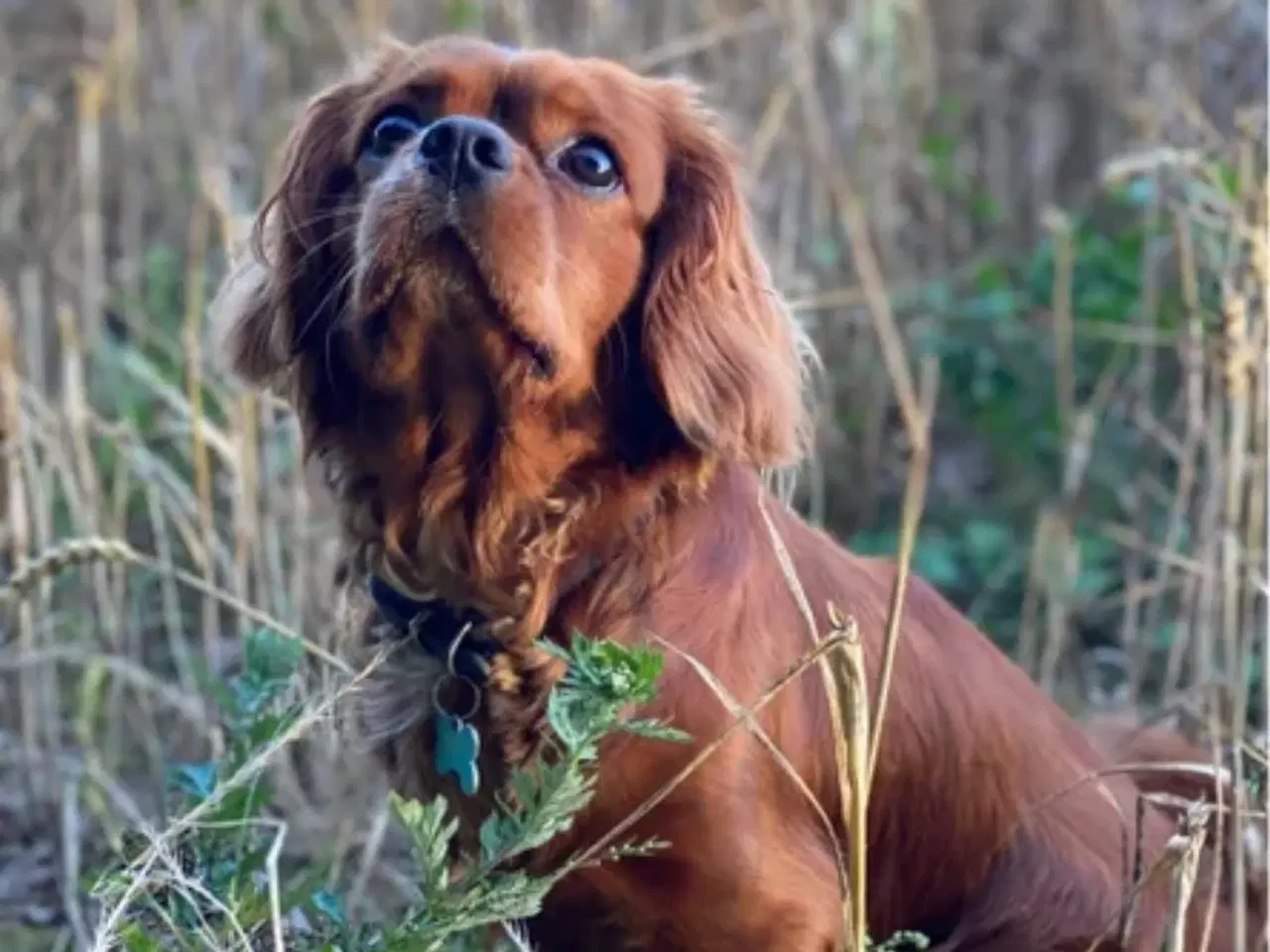 Billede 5 - Cavalier King Charles Spaniel hvalpe