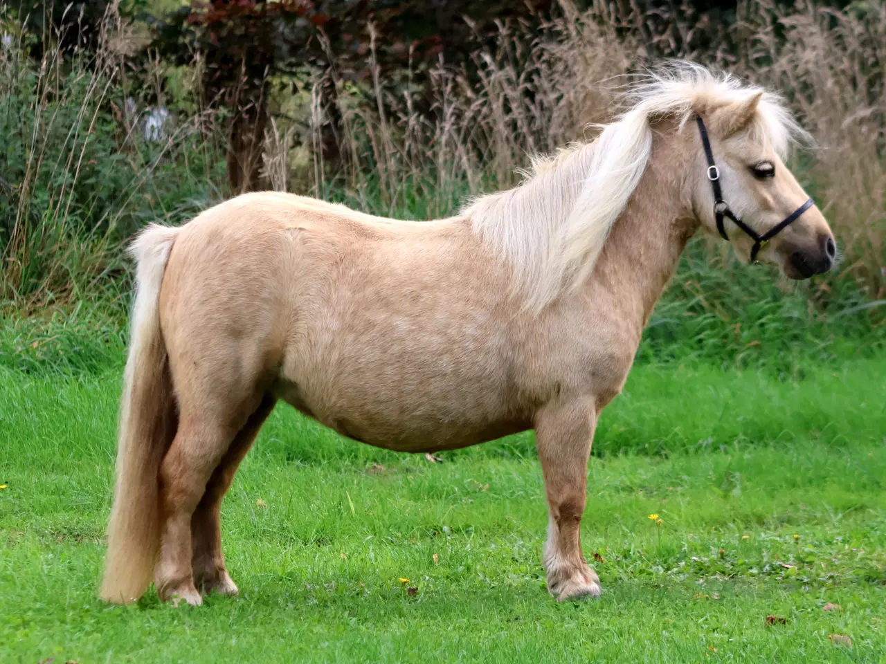 Billede 4 - palomino shet hoppe med cremello broget føl 
