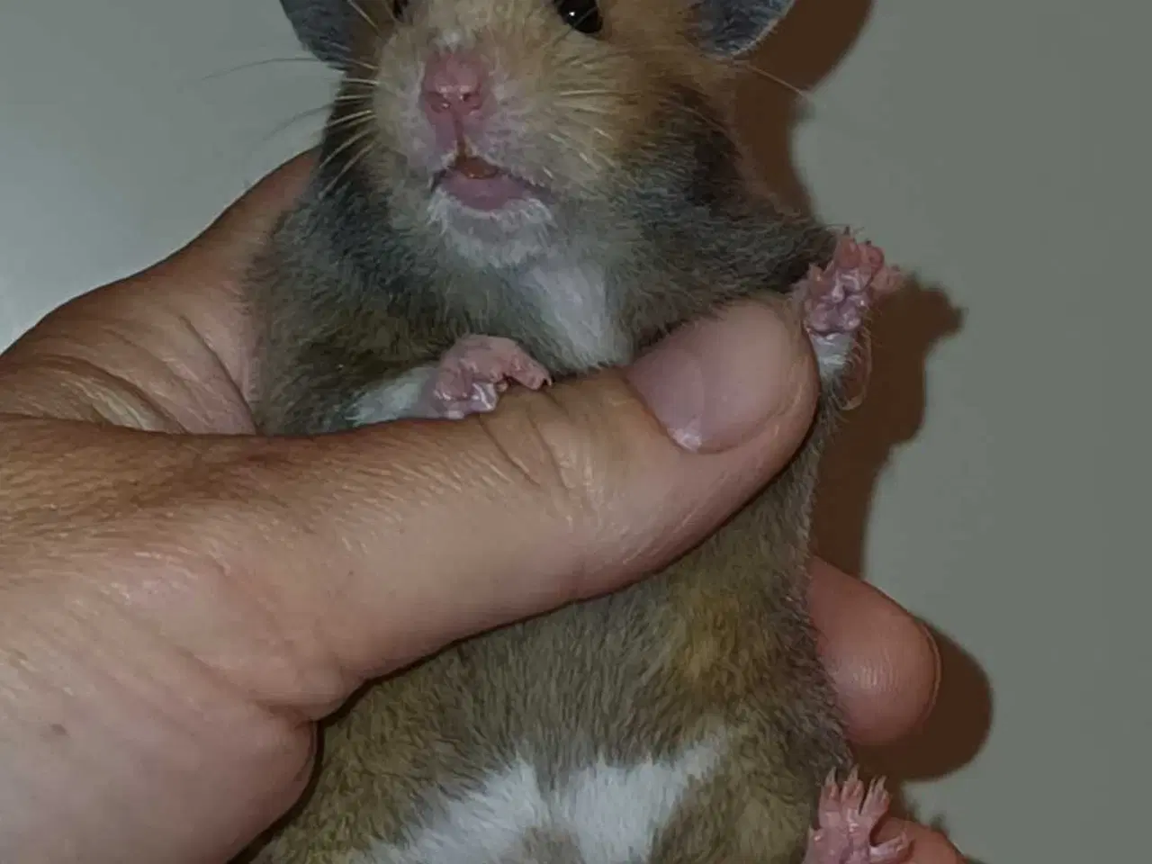 Billede 6 - Guldhamster unger 