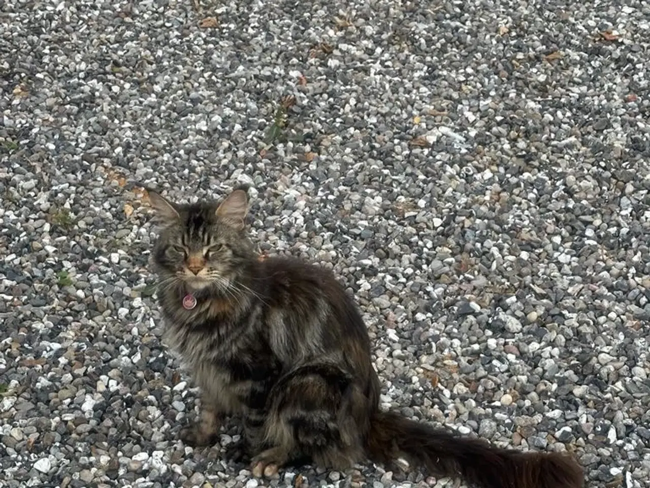 Billede 10 - 1/2 Maine coon