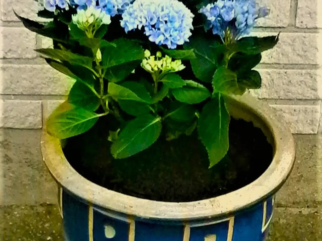 Billede 1 - BLÅ Krukke med Ny, BLÅ Hortensia