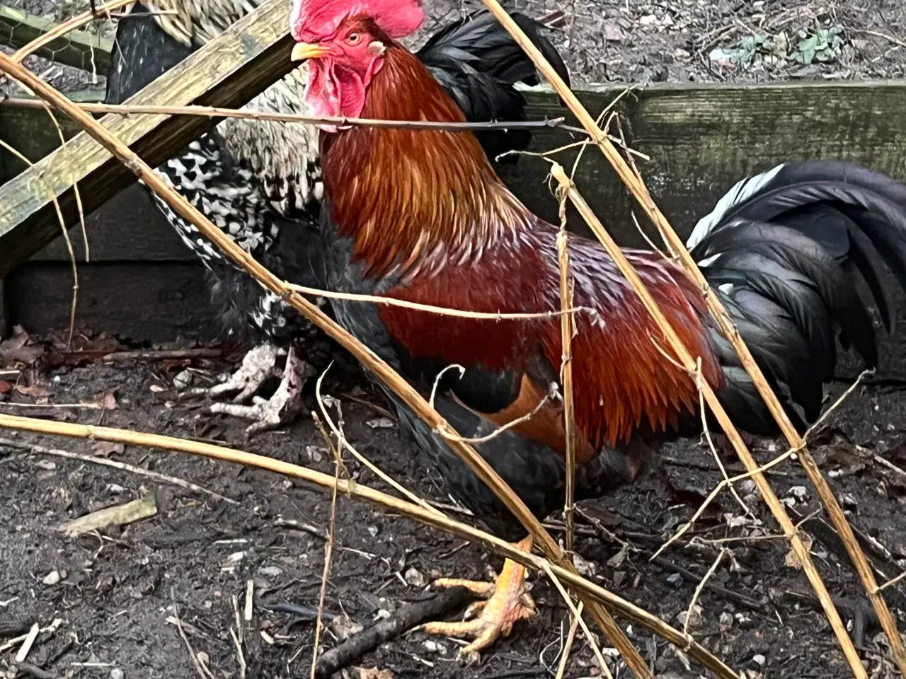 Billede 3 - Haner til salg