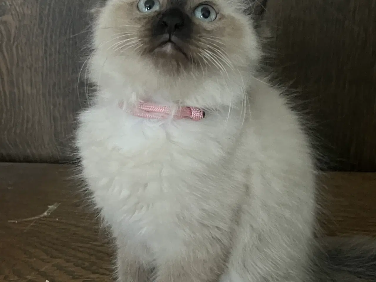 Billede 9 - Hellig Birma/Ragdoll inde katte 