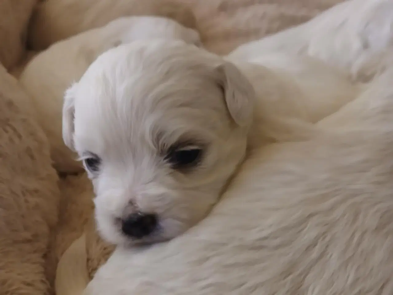 Billede 7 - Malteser hvalpe