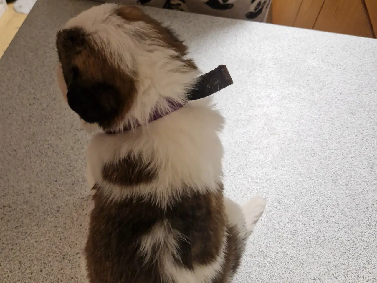 Billede 13 - 9 sankt bernhard hvalpe søg nyt hjem