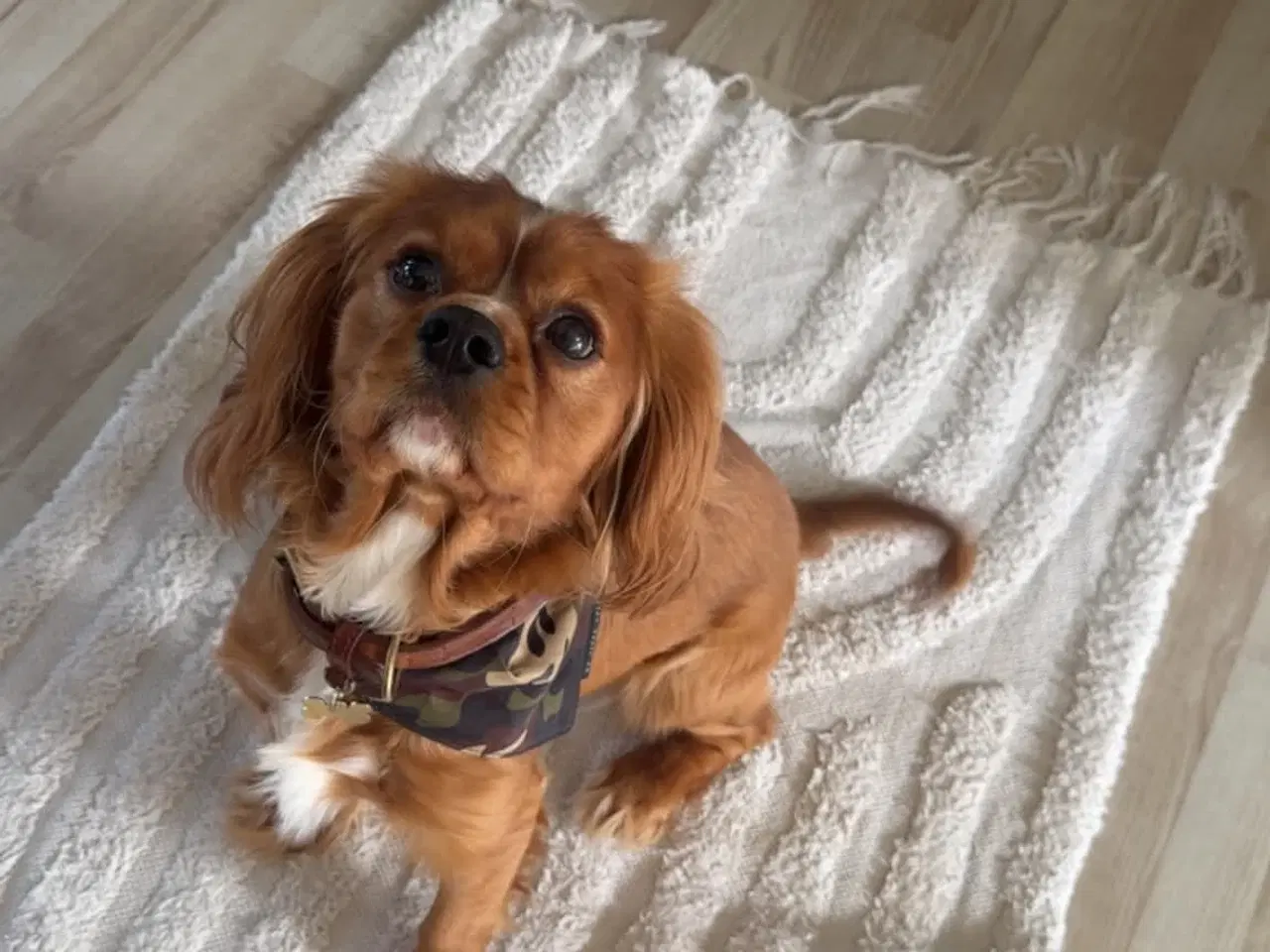 Billede 2 - Cavalier King Charles