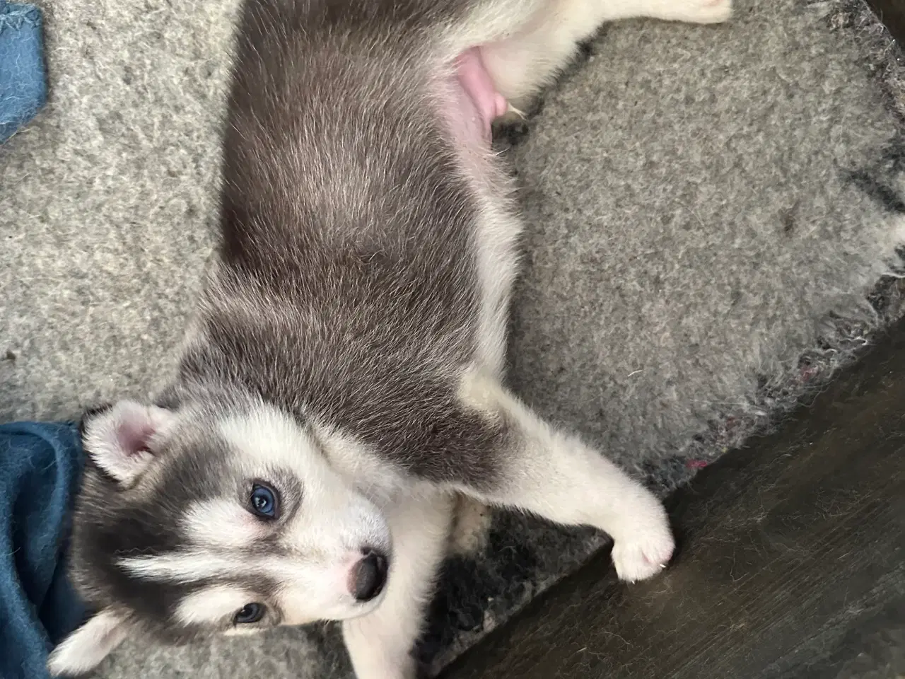 Billede 6 - Lækre husky hvalpe 😍