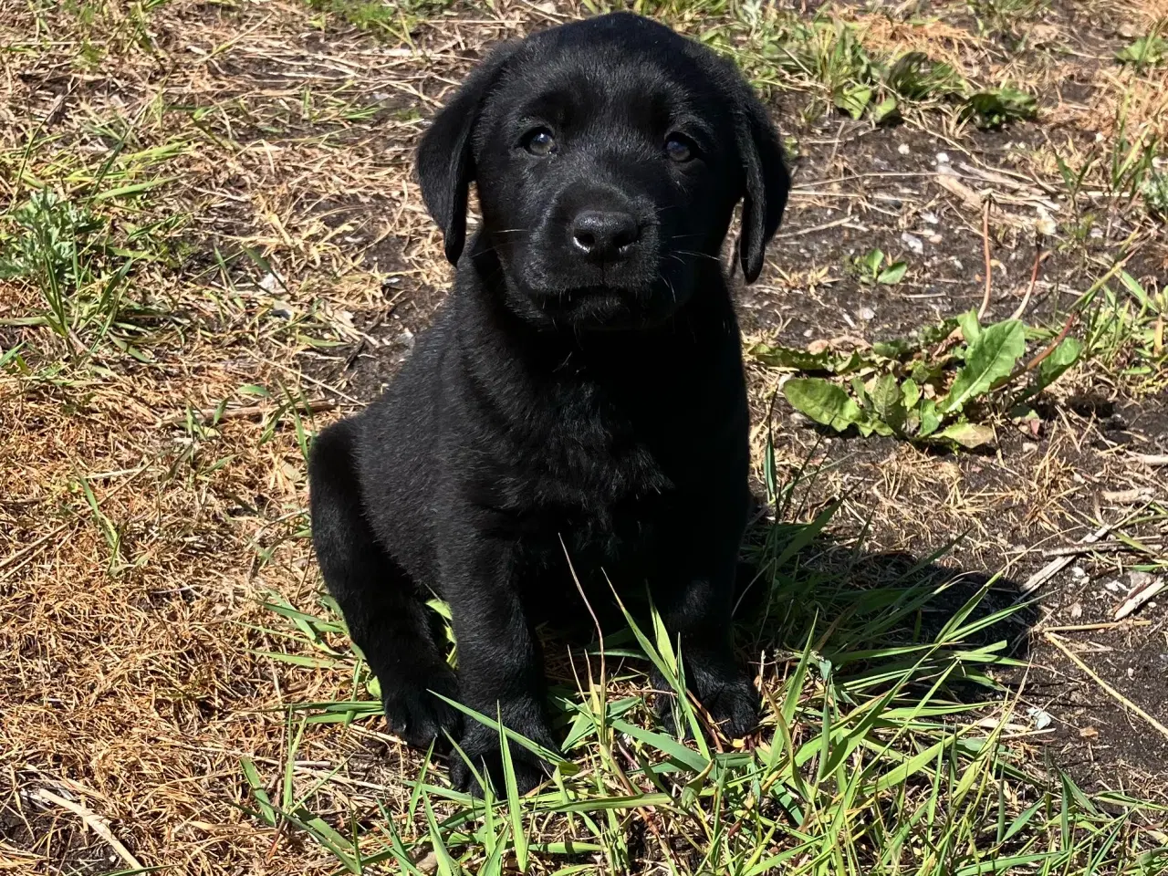 Billede 2 - Labrador hvalpe