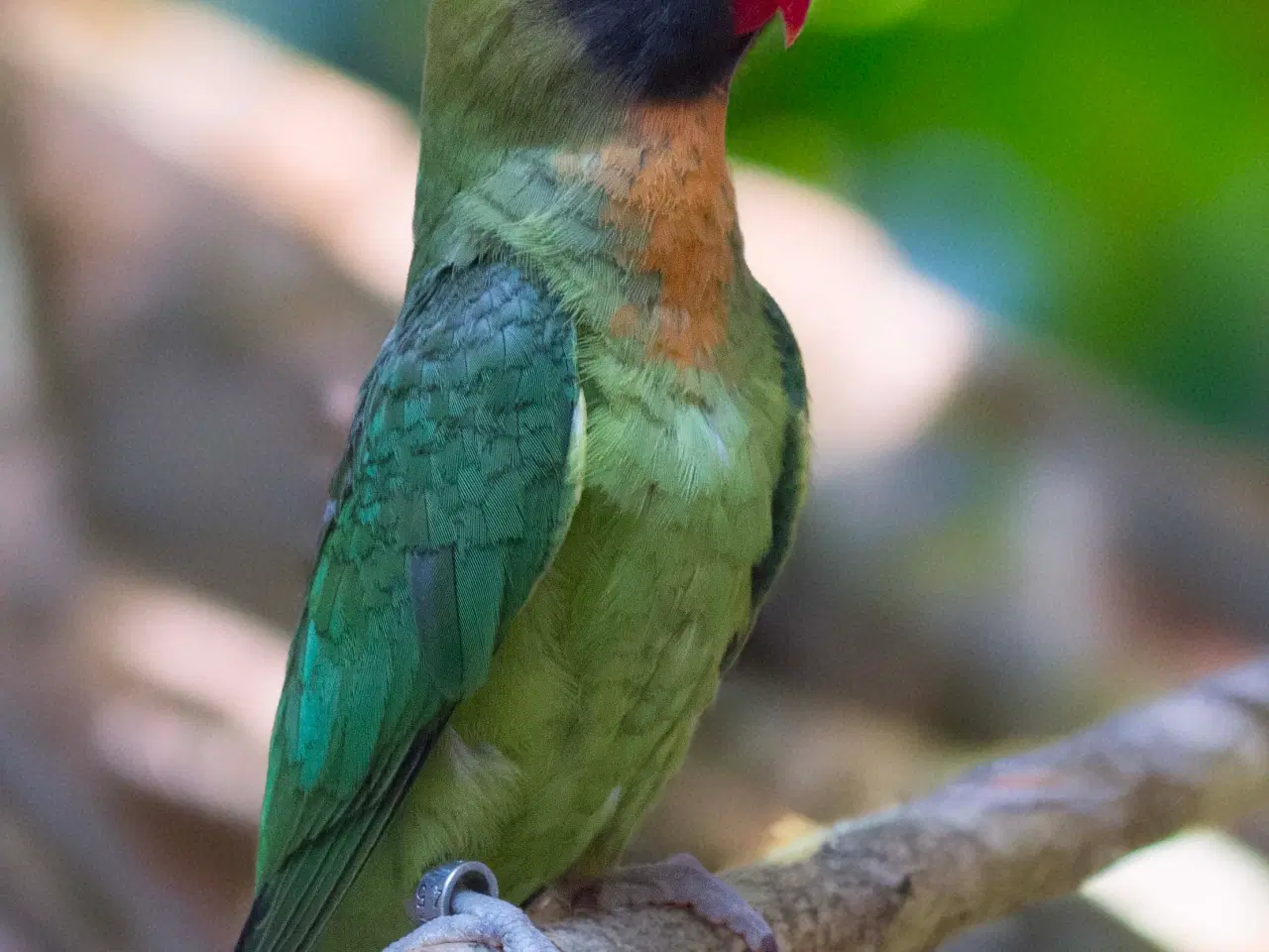 Billede 3 - Dværgpapegøje