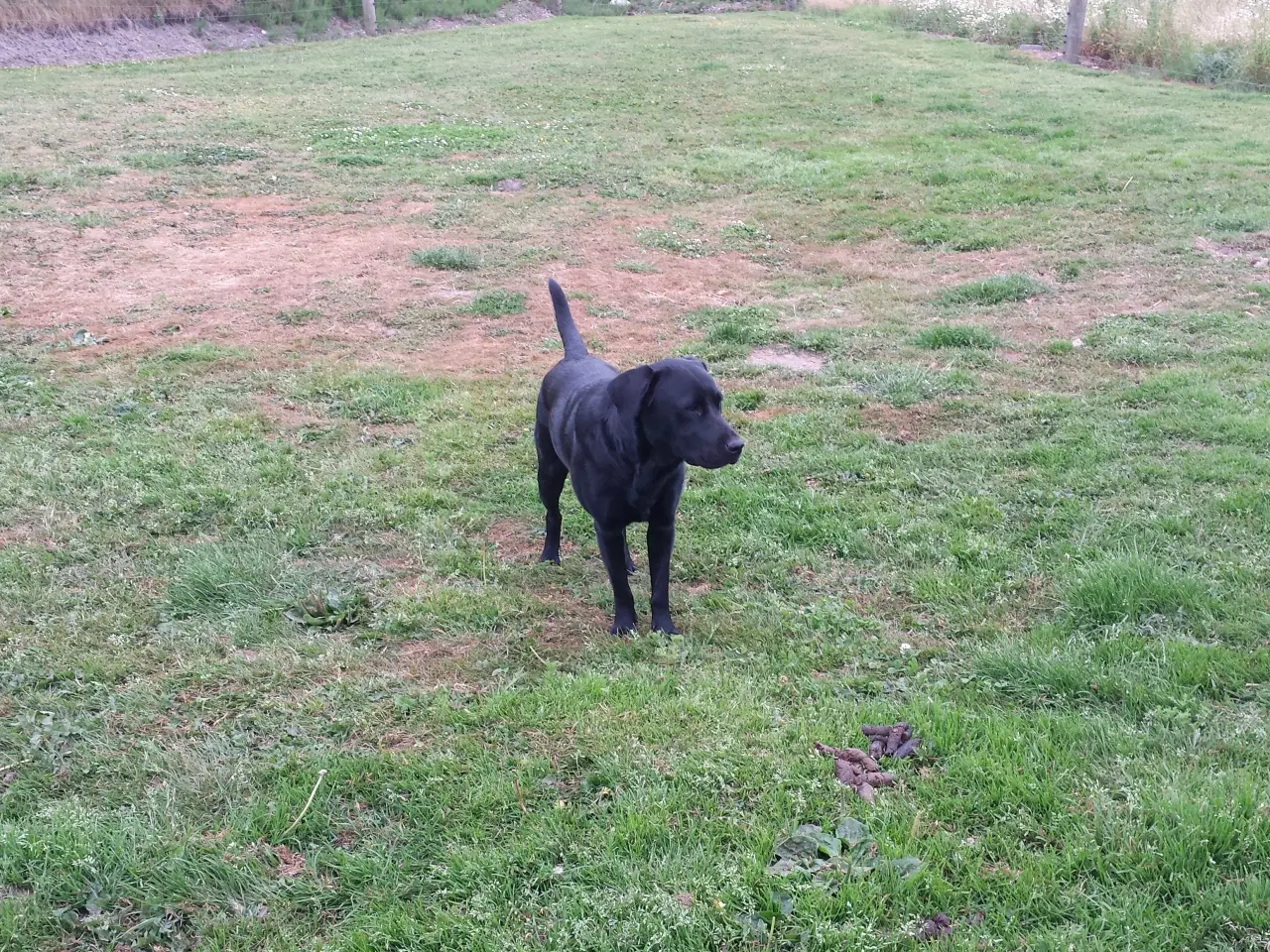 Billede 3 - 3 egte hvalpe