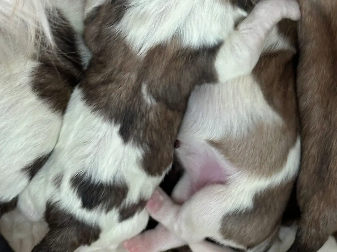 Billede 2 - Lhasa apso hvalpe