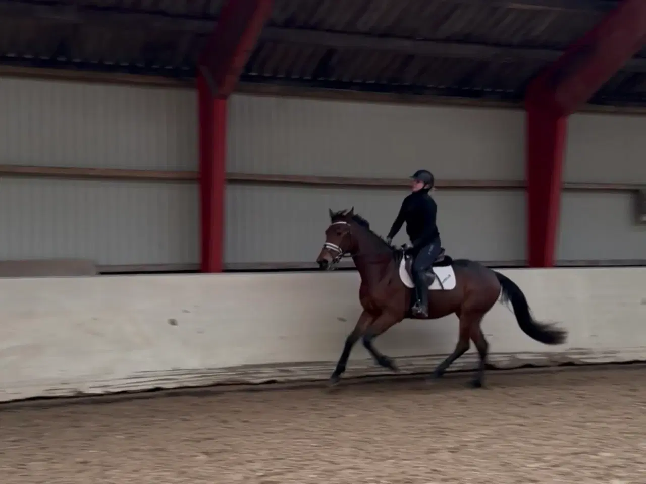 Billede 5 - Redet trav vallak