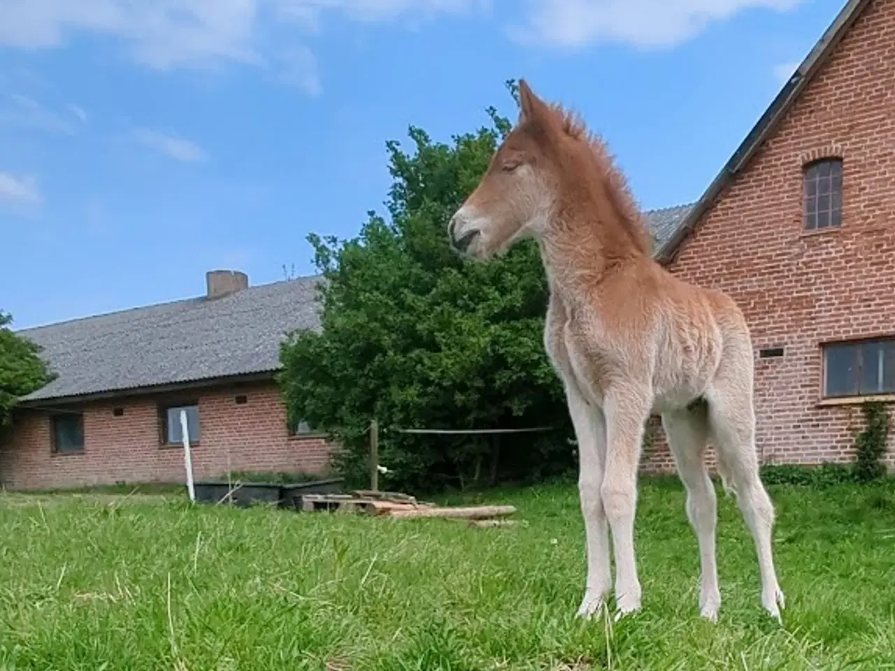 Billede 3 - Avl - Stævne eller luksus ridehest <3 