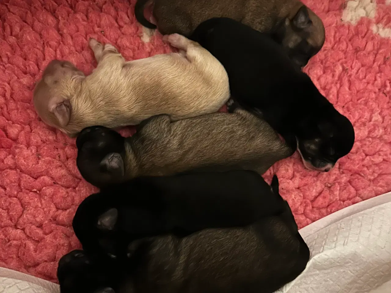 Billede 3 - Hunde valpe malteserblanding