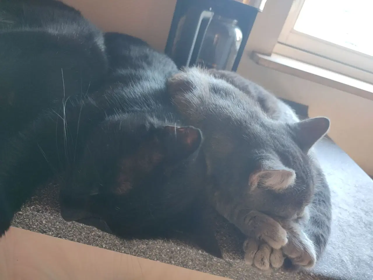 Billede 4 - Sødeste katte 