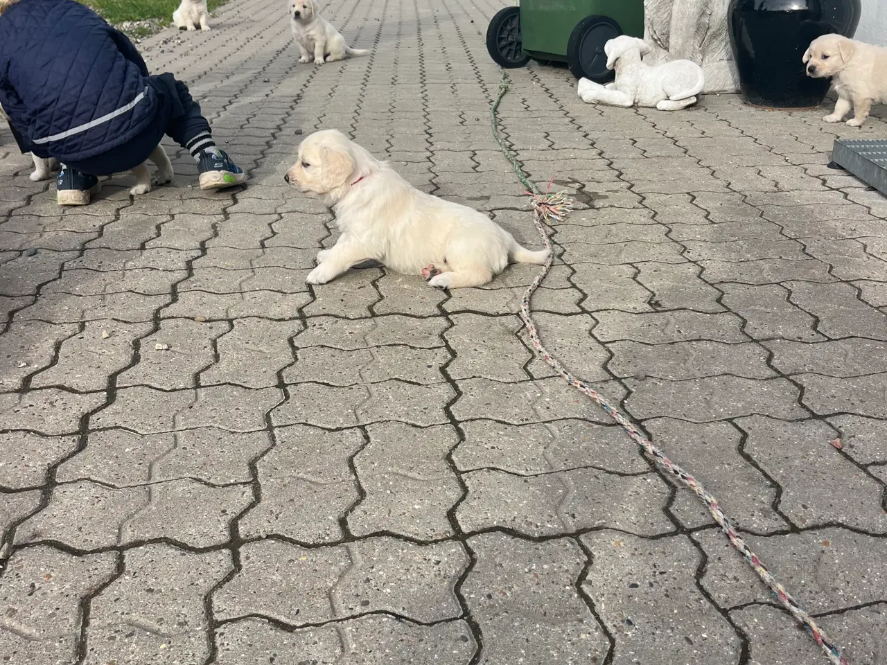 Billede 2 - Golden Retriever hvalpe