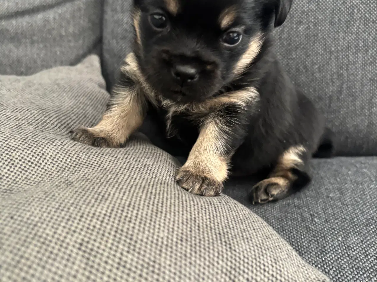 Billede 2 - Griffon/chihuahua blanding