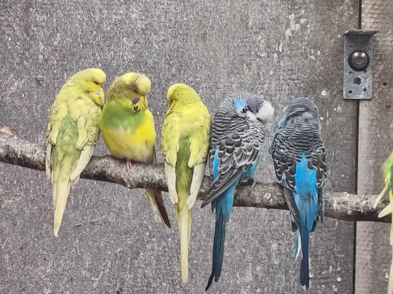 Billede 2 - Engelsk undulater 