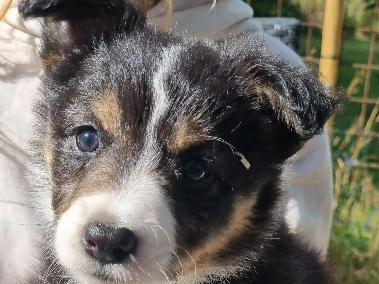 Billede 3 - Border colliehvalpe med stamtavle
