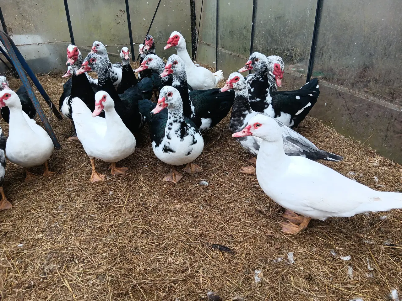 Billede 1 - 9 STORE FLOTTE ANDRIKKER søger ny ANDEDAM 