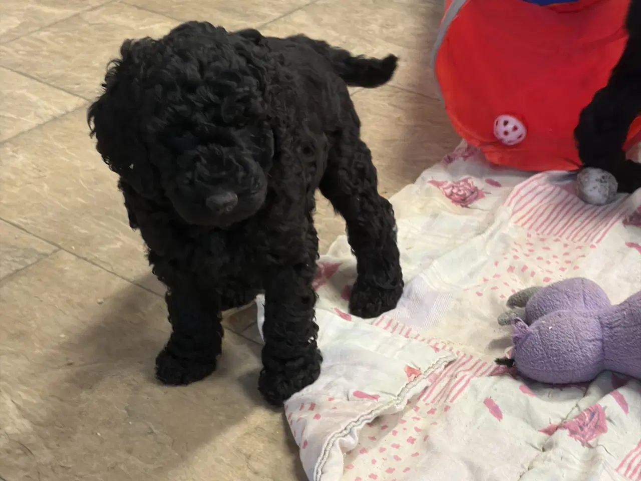 Billede 15 - Ægte mellem/stor puddel drenge må rejse nu !