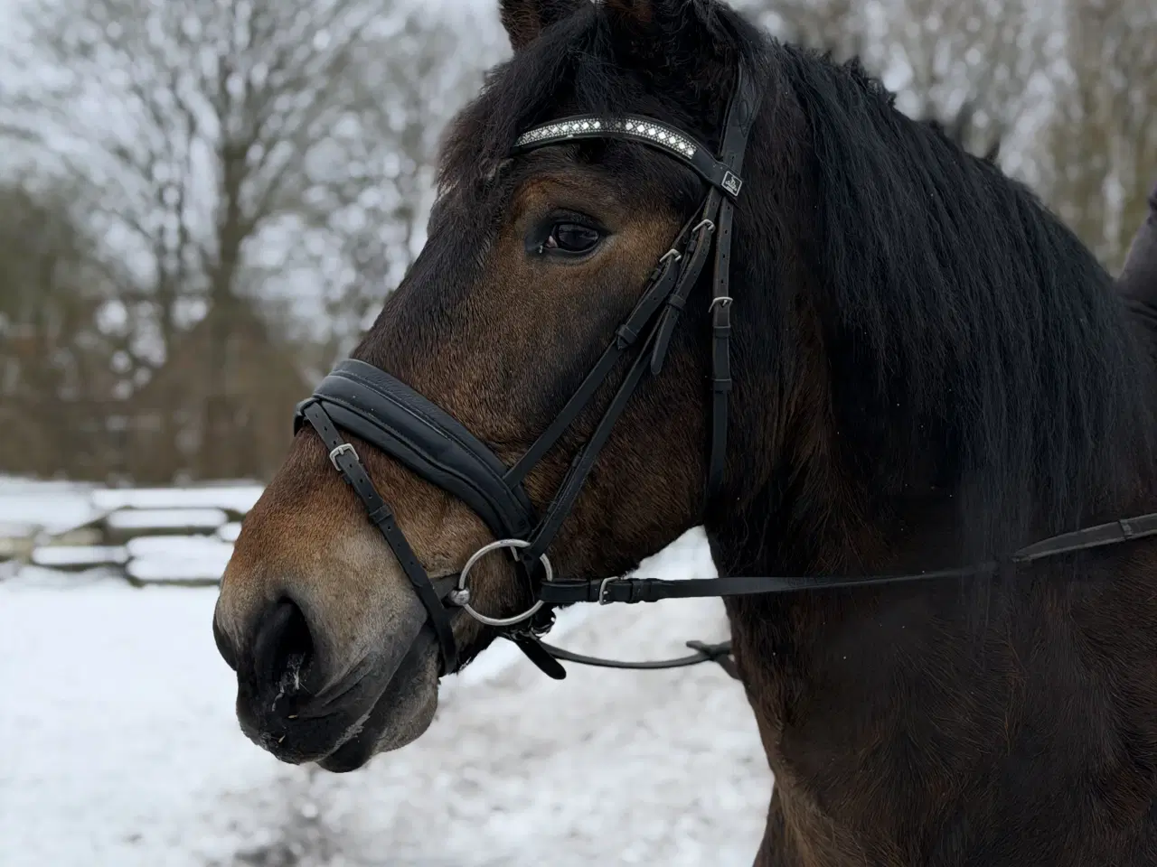 Billede 1 - Elev/ridefys emne