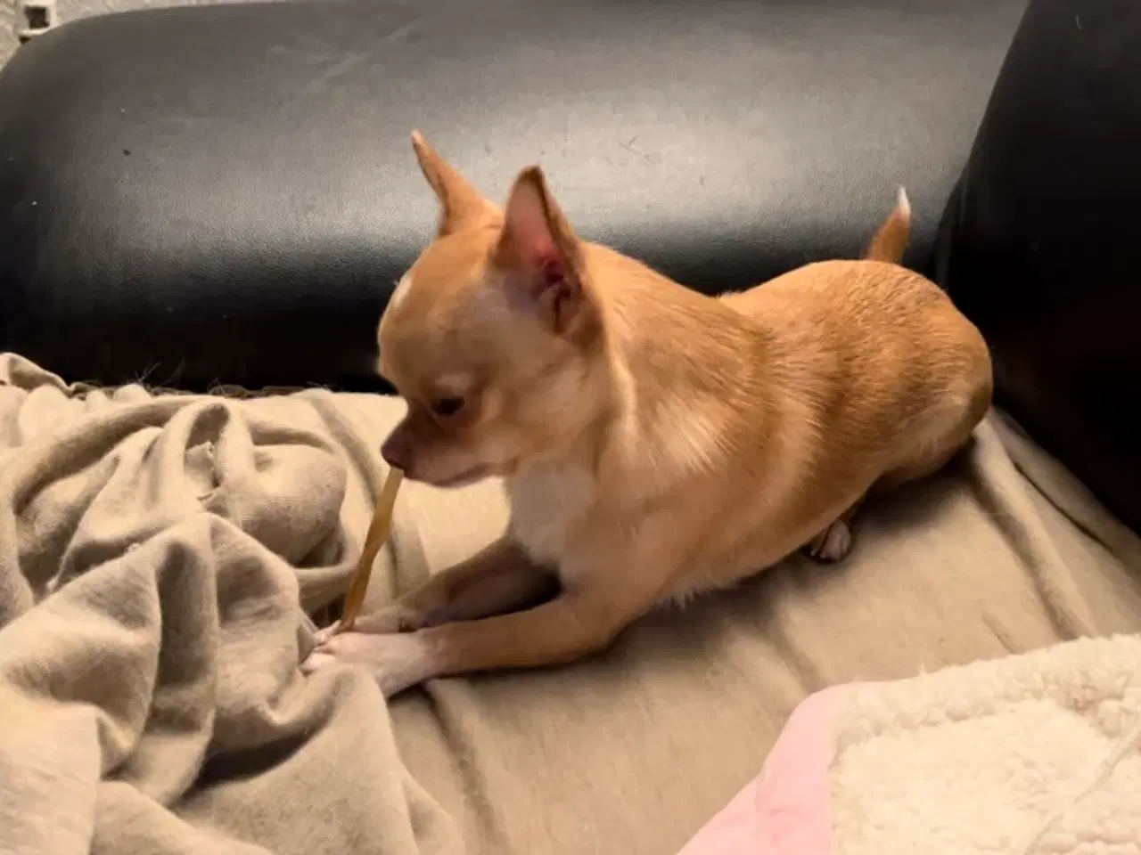 Billede 4 - Chihuahua tæve 