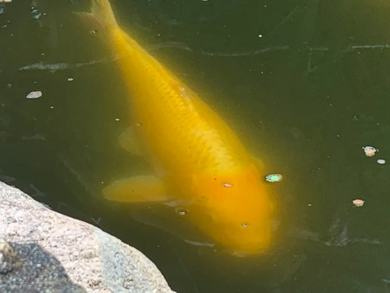 Billede 3 - Koi, guldfisk og forskellige karper