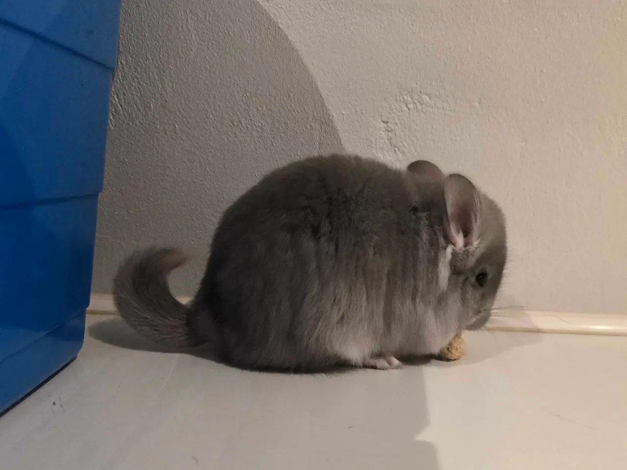 Billede 2 - Chinchilla Angora 