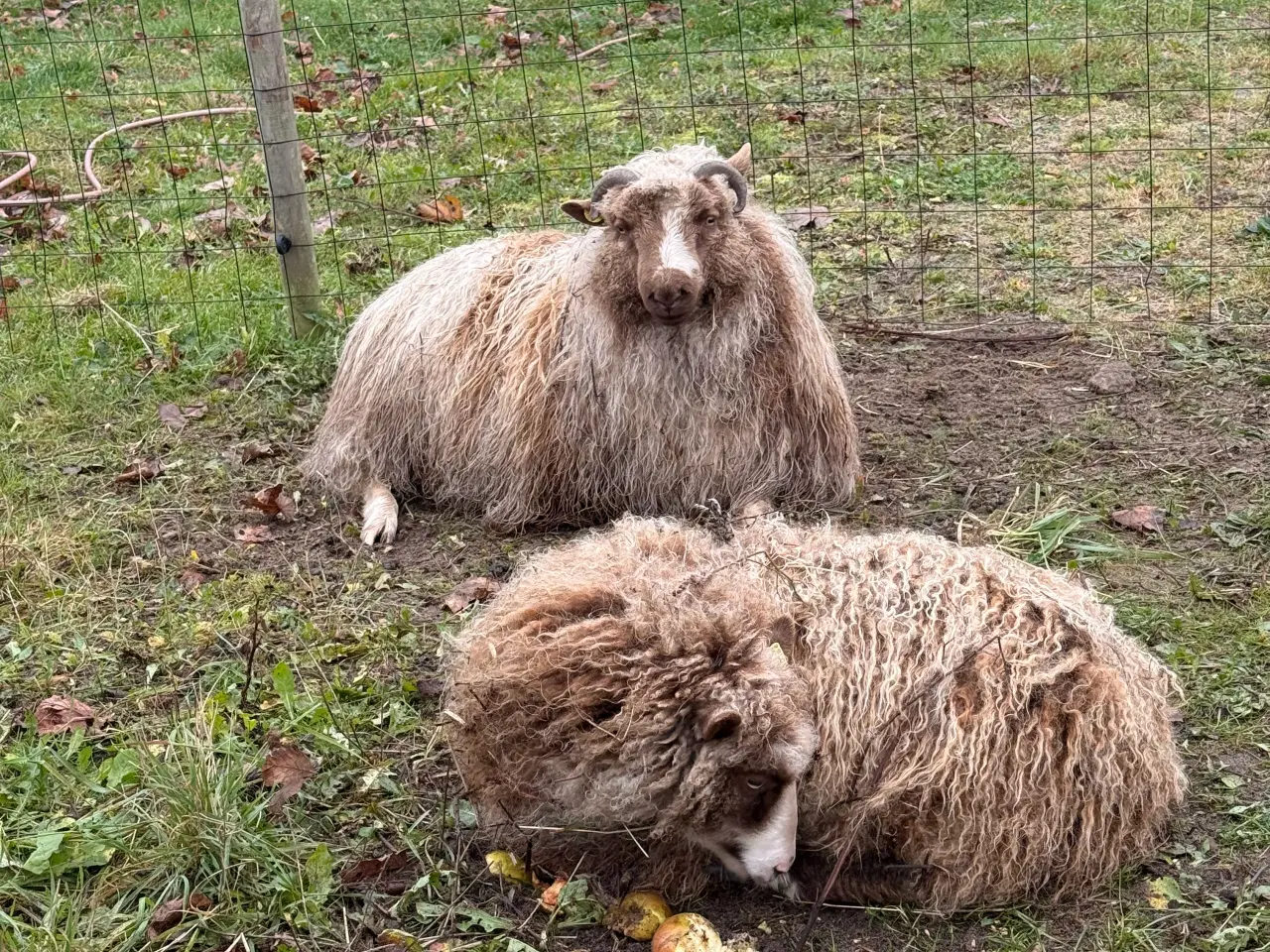 Billede 4 - Spælsau vædder fra 2025