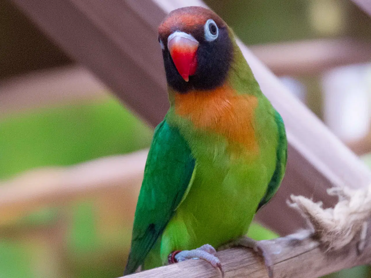 Billede 5 - Dværgpapegøje