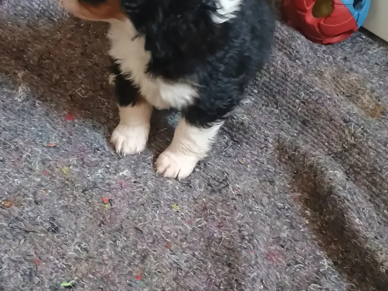 Billede 4 - Cocker Spaniel 