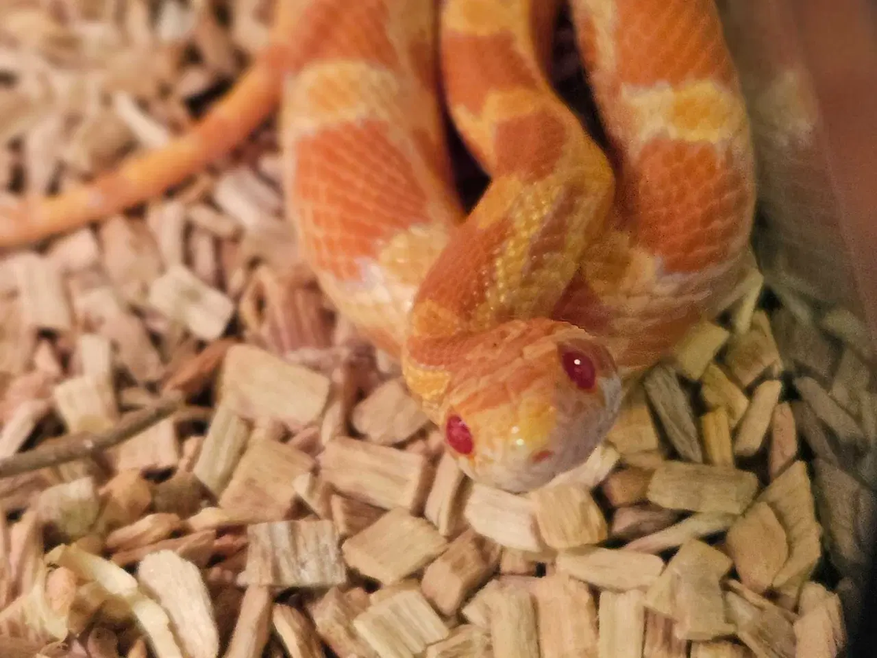 Billede 2 - Kornsnog inkl terrarie 