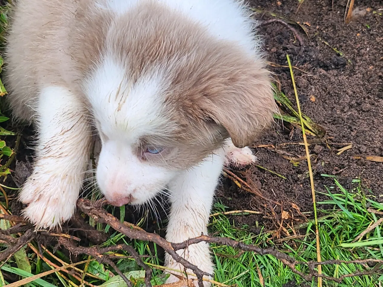 Billede 6 - Border collie/ Australien Shepherd mix