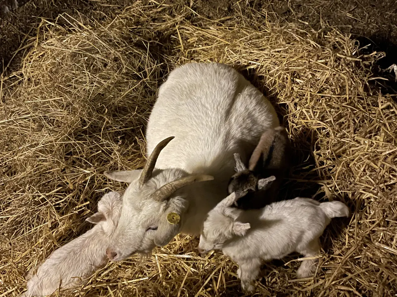 Billede 1 - Dværggede bukke kid 