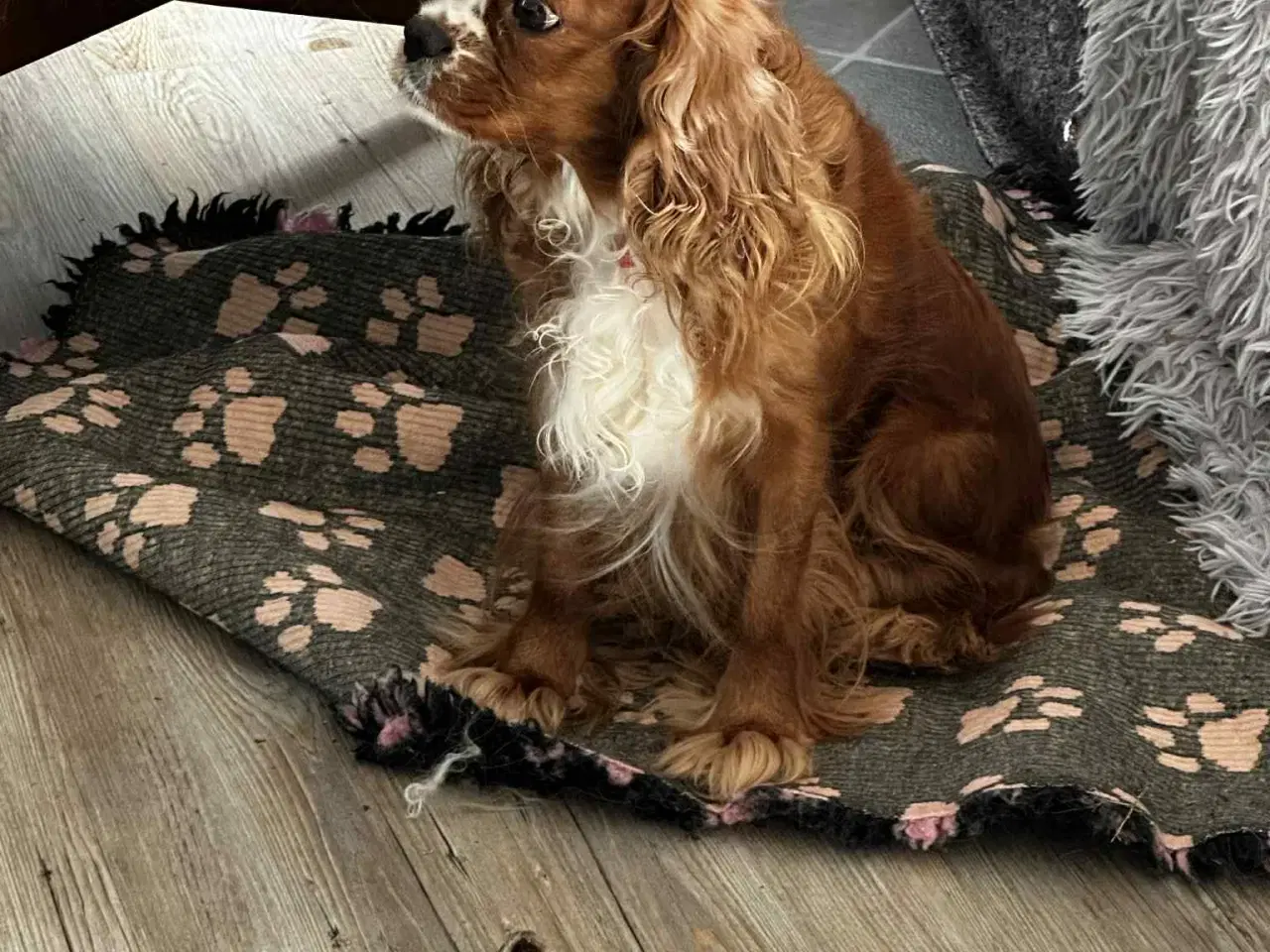 Billede 2 - cavalier king charles