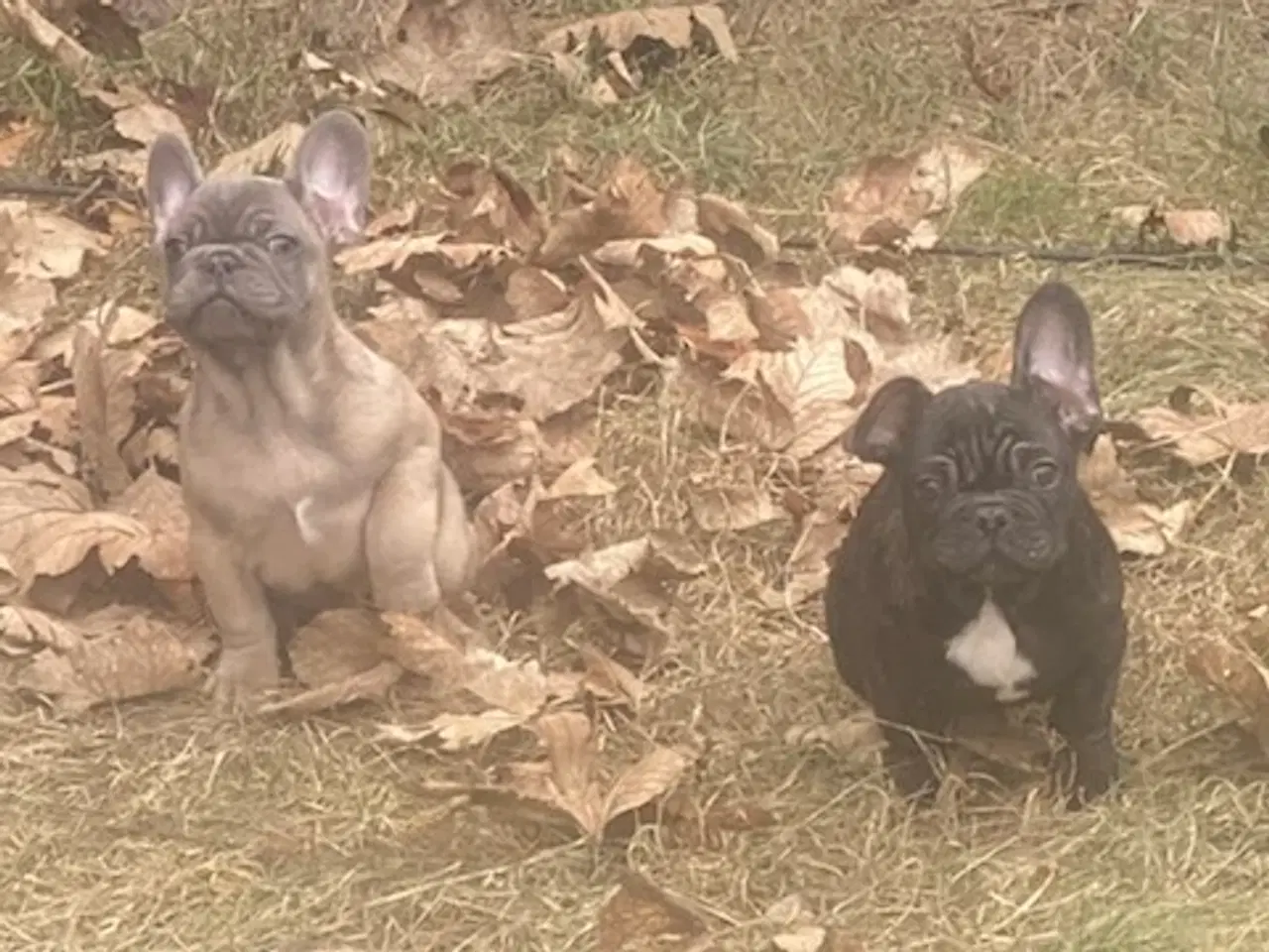 Billede 10 - Fransk bulldog hvalp