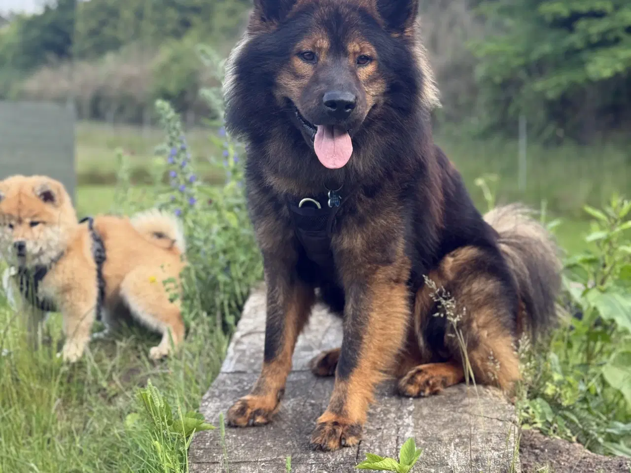 Billede 5 - Eurasier Hunde avl/parring 