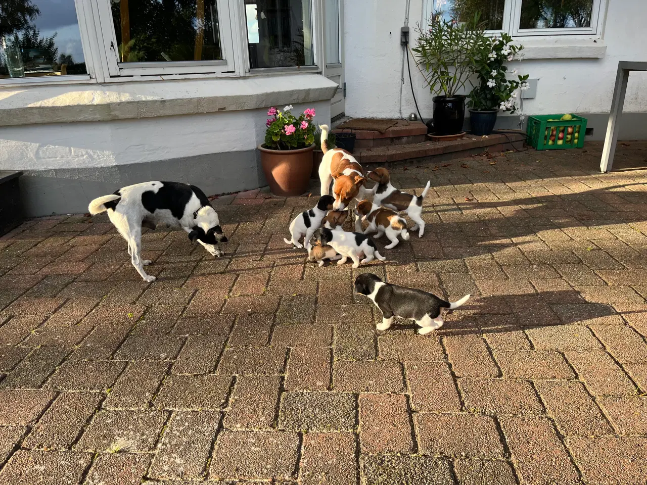 Billede 13 - Dansksvensk Gårdhund hvalpe