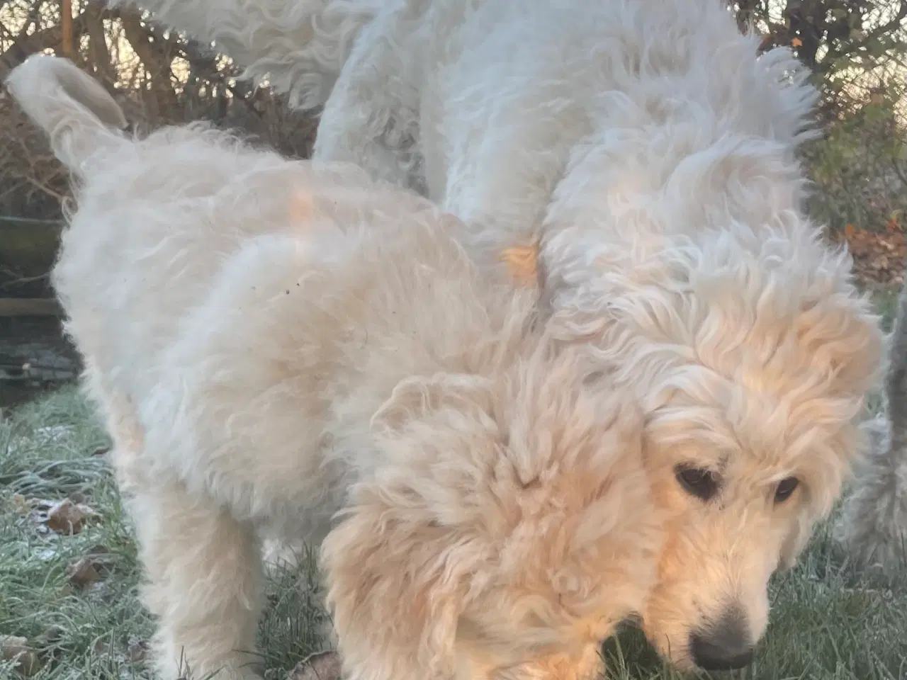 Billede 11 - Goldendoodle-HVALPE