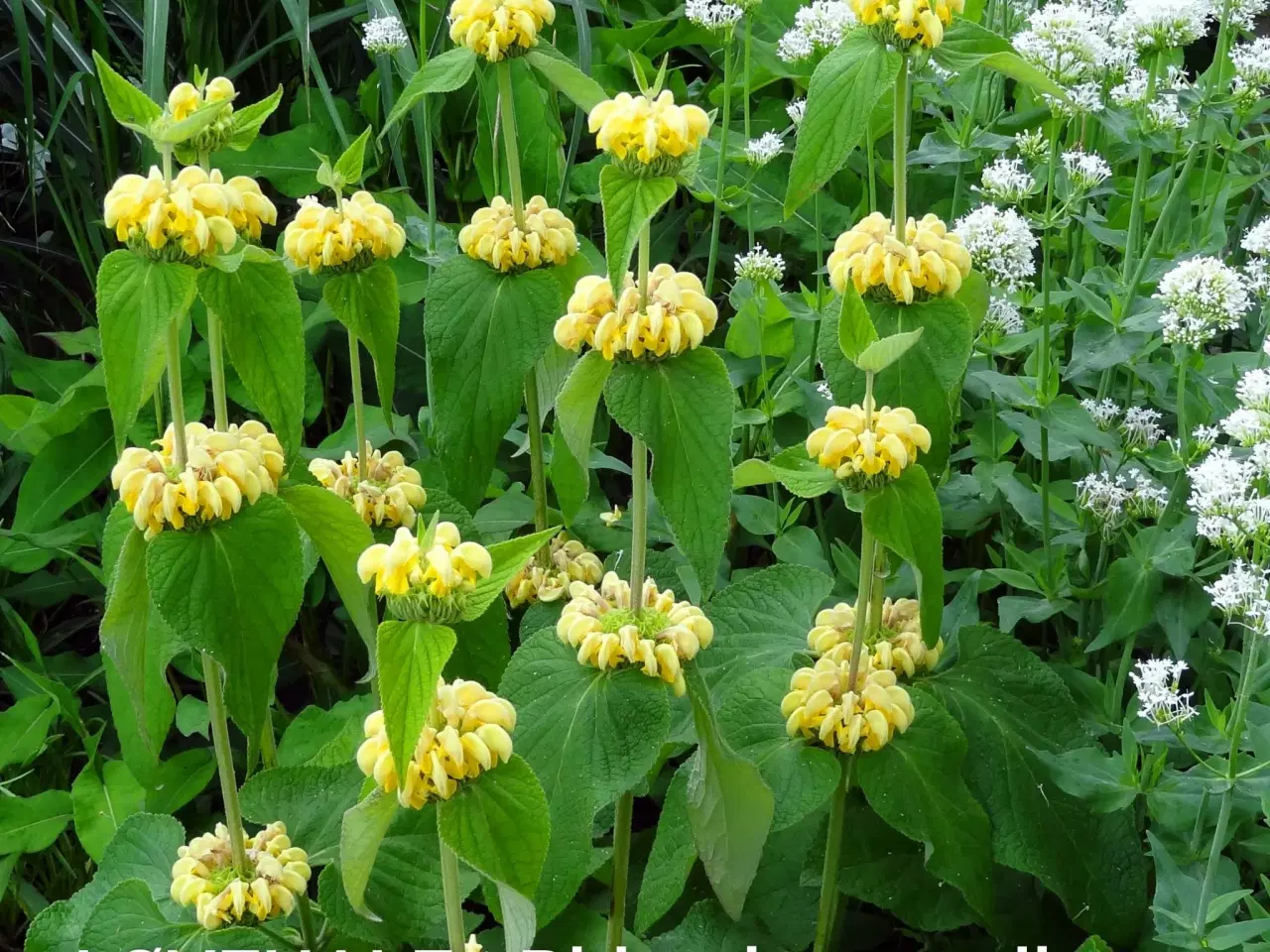 Billede 7 - Prydgræsser planter elefantgræs Little zebra, 