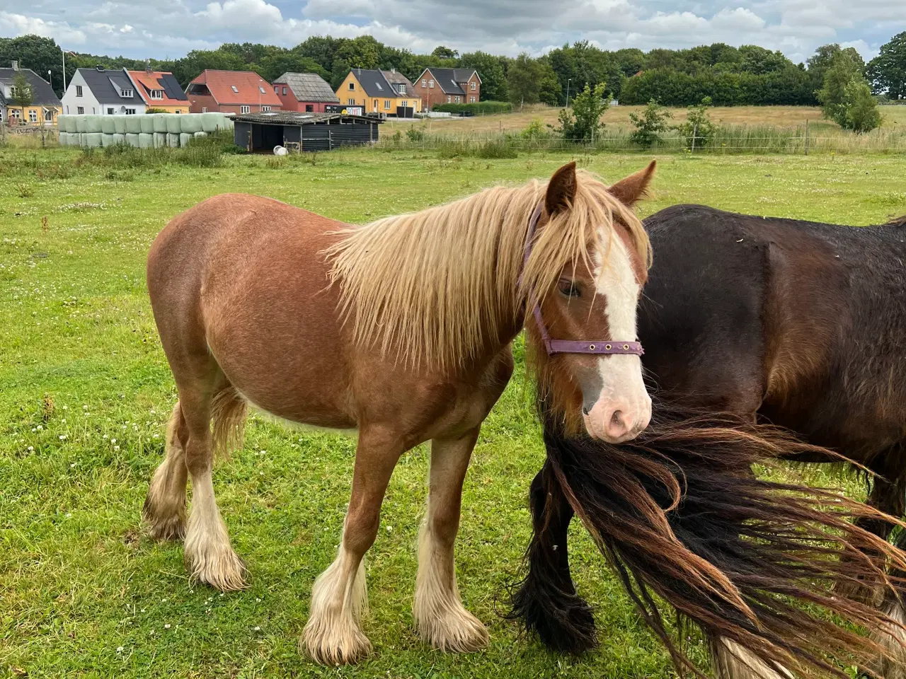 Billede 3 - MINI irish cob hoppeplag 