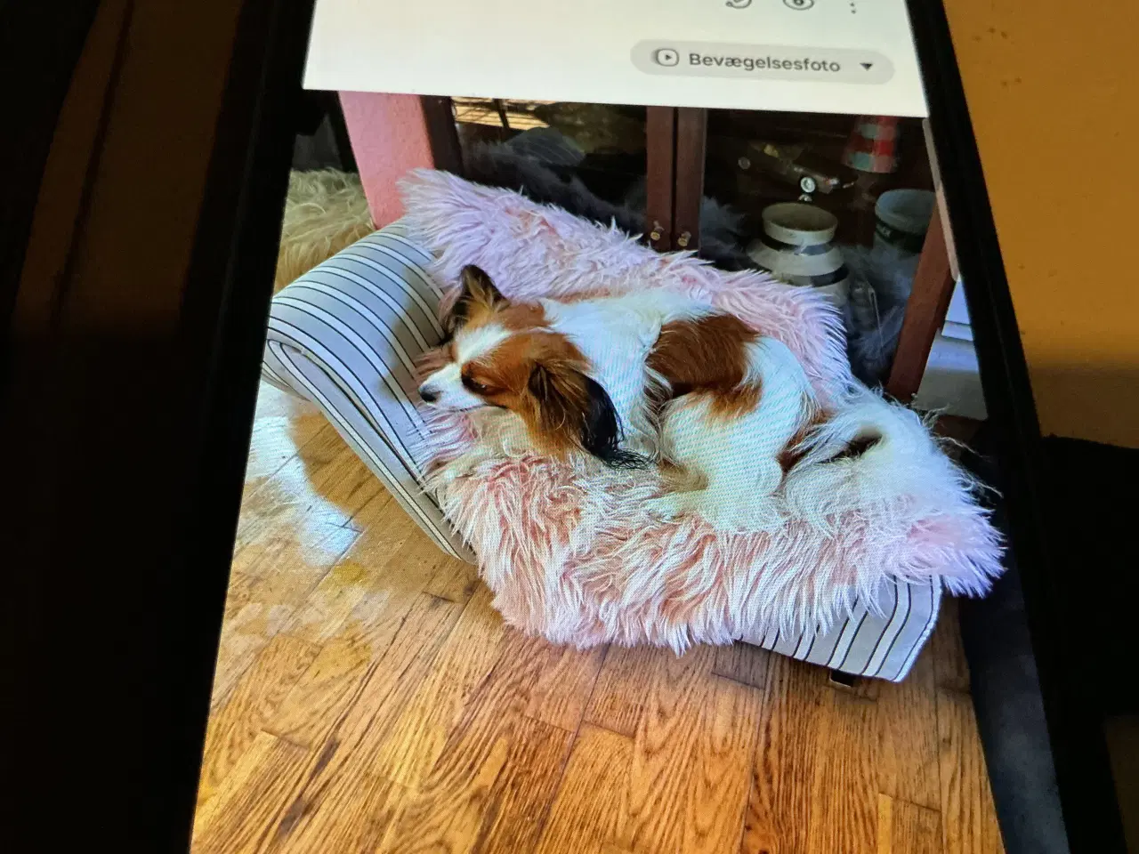 Billede 5 - Papipoo drenge