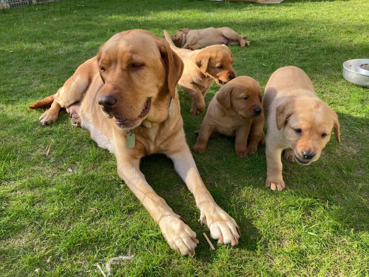 Billede 5 - Red Fox Labradorhvalpe