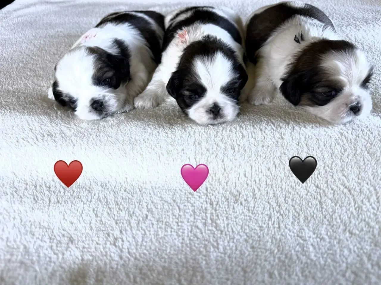 Billede 1 - Shih Tzu hvalp sælges