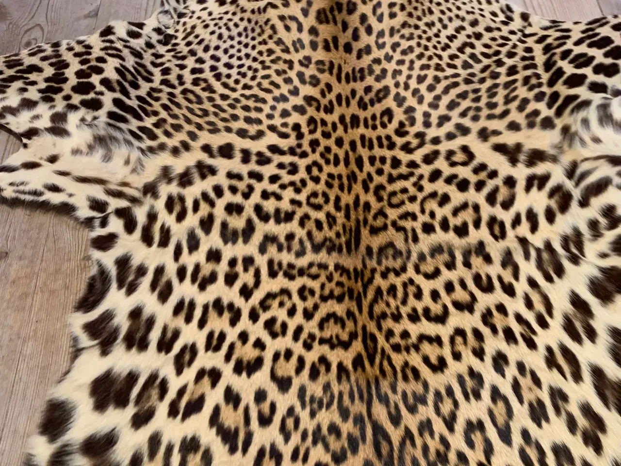 Billede 6 - Leopard Skind