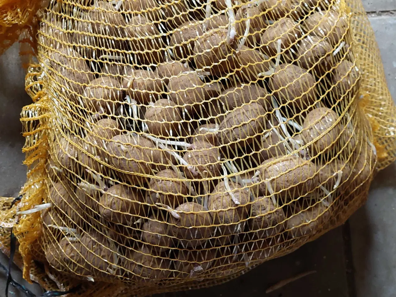 Billede 1 - SPISE/LÆGGEKARTOFLER