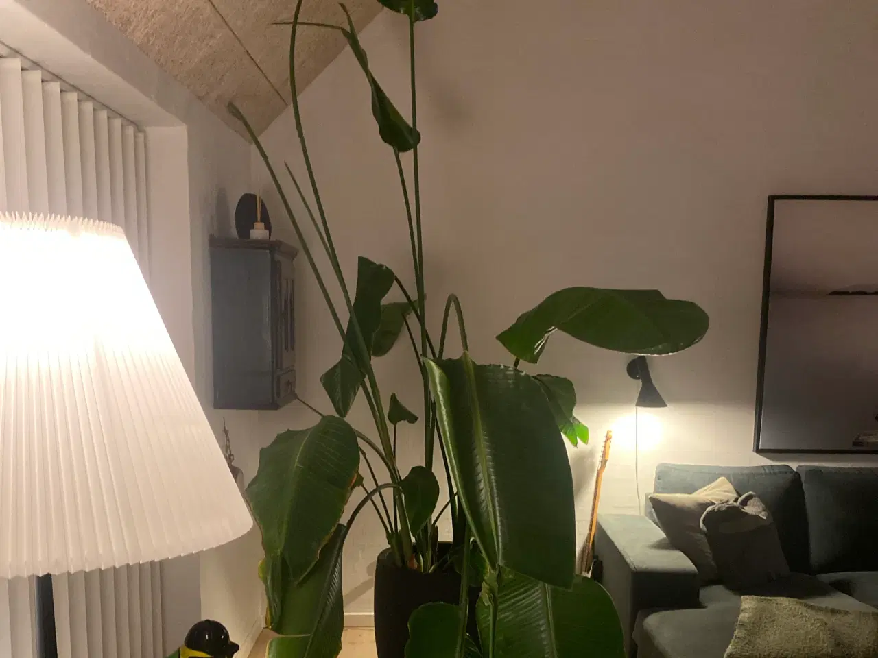 Billede 3 - paradisfugleblomst strelitzia